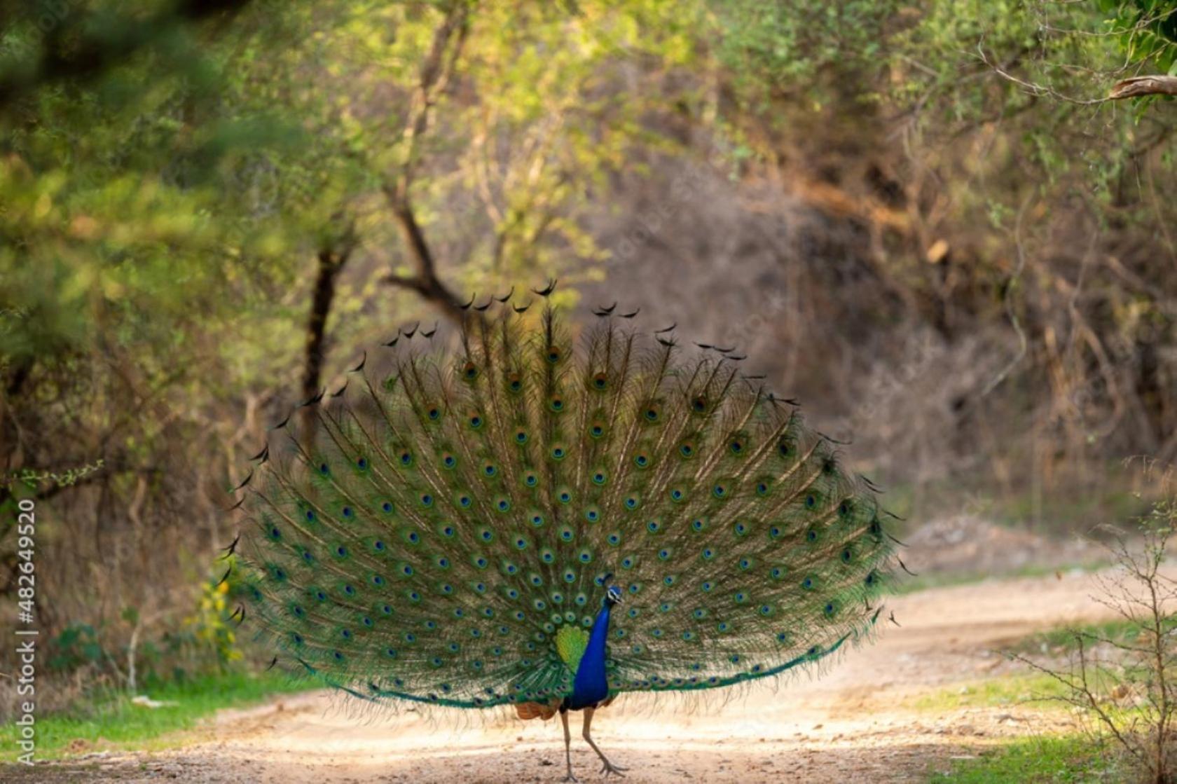 Hotel The Vanashrya Ranthambore Khilchīpur Exterior foto